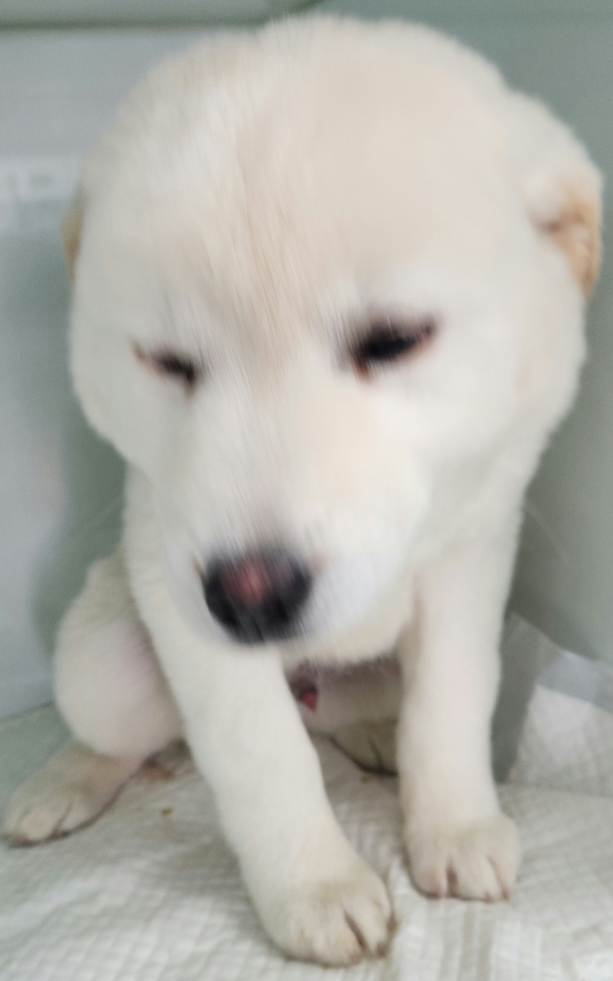 믹스견 이미지 파일 입니다.